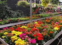 compativilidad de plantas